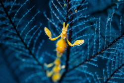 Skeleton shrimp by Julian Hsu 